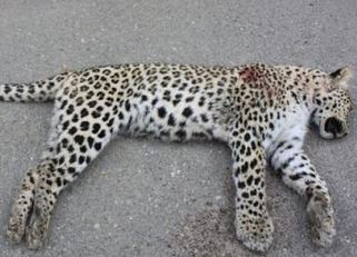 مرگ پلنگ در سانحه تصادف مرگ پلنگ در سانحه تصادف
