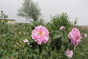 خواص گل محمدی و گلاب خواص گل محمدی و گلاب