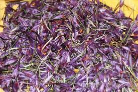 خریداری 12تن زعفران از کشاورزان تربت&zwnj;حیدریه