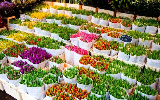 رنگ باخته های رنگارنگ