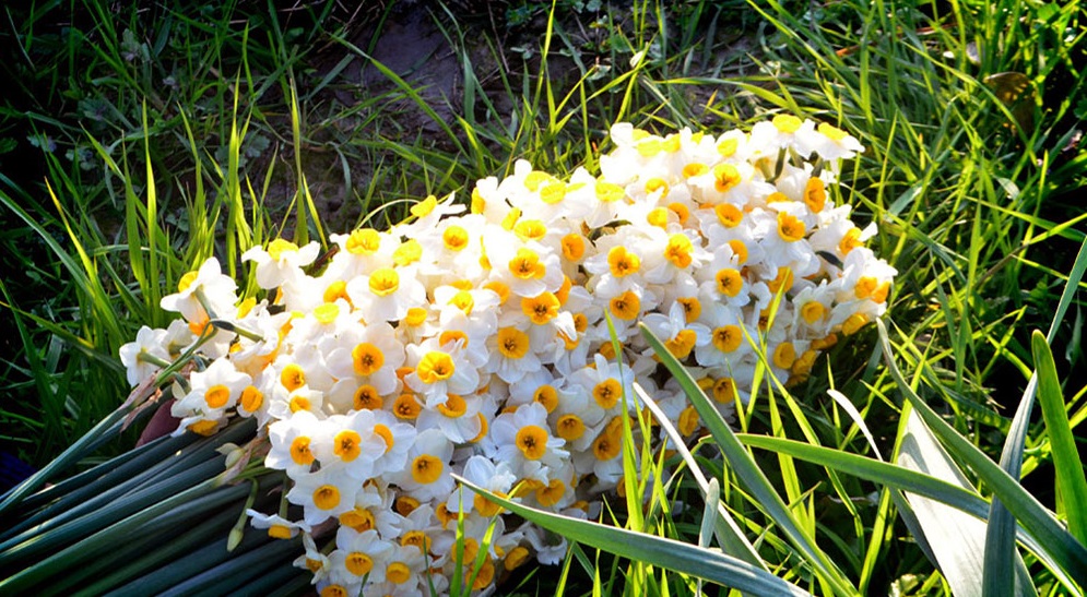 زیبای سودآور زیبای سودآور