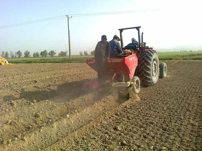 آغاز کشت گندم در ستان بوشهر