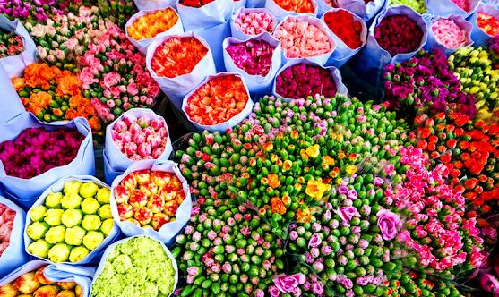 کرونا و زخمی بر پیکره گل