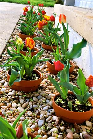 ۷ ایدهی زیبا برای طراحی بستر گل ۷ ایدهی زیبا برای طراحی بستر گل