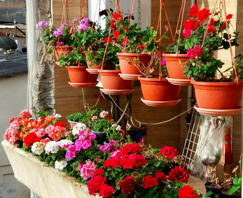 شادی و نشاط با گل های آپارتمانی شادی و نشاط با گل های آپارتمانی