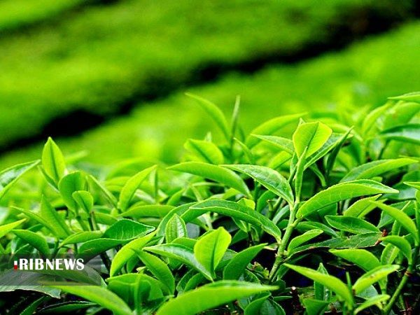 بازگشت چای به روزهای دبش تولید