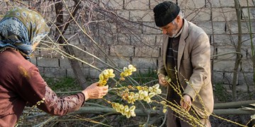 شمیم بیدمشک در کوچه باغ های ارومیه شمیم بیدمشک در کوچه باغ های ارومیه