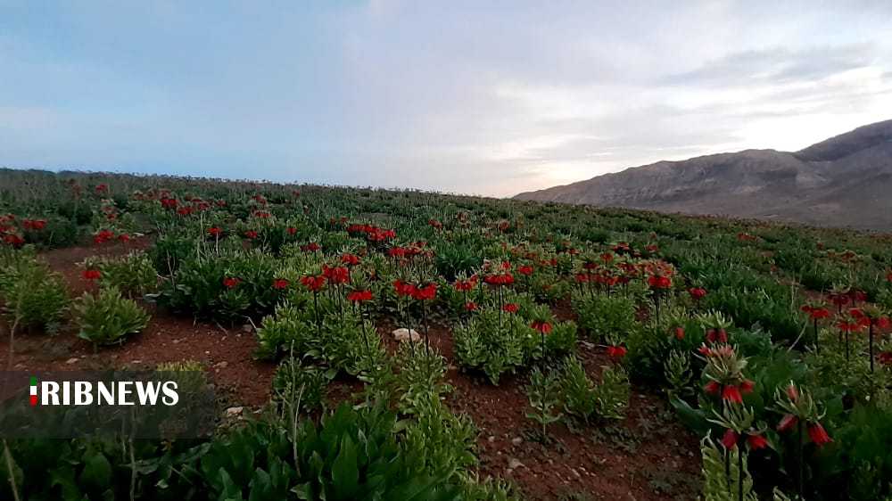 بخت واژگون اشک مریم