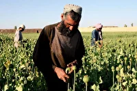 رد شایعه مجاز شدن کشت خشخاش در بشاگرد