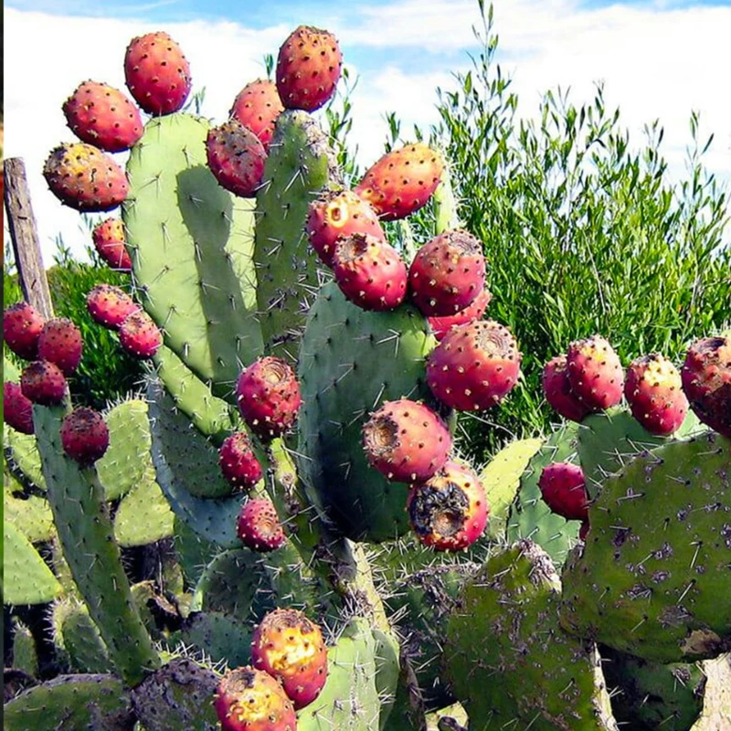 گسترش کشت آپونتیا برای مقابله خشکسالی گسترش کشت آپونتیا برای مقابله خشکسالی
