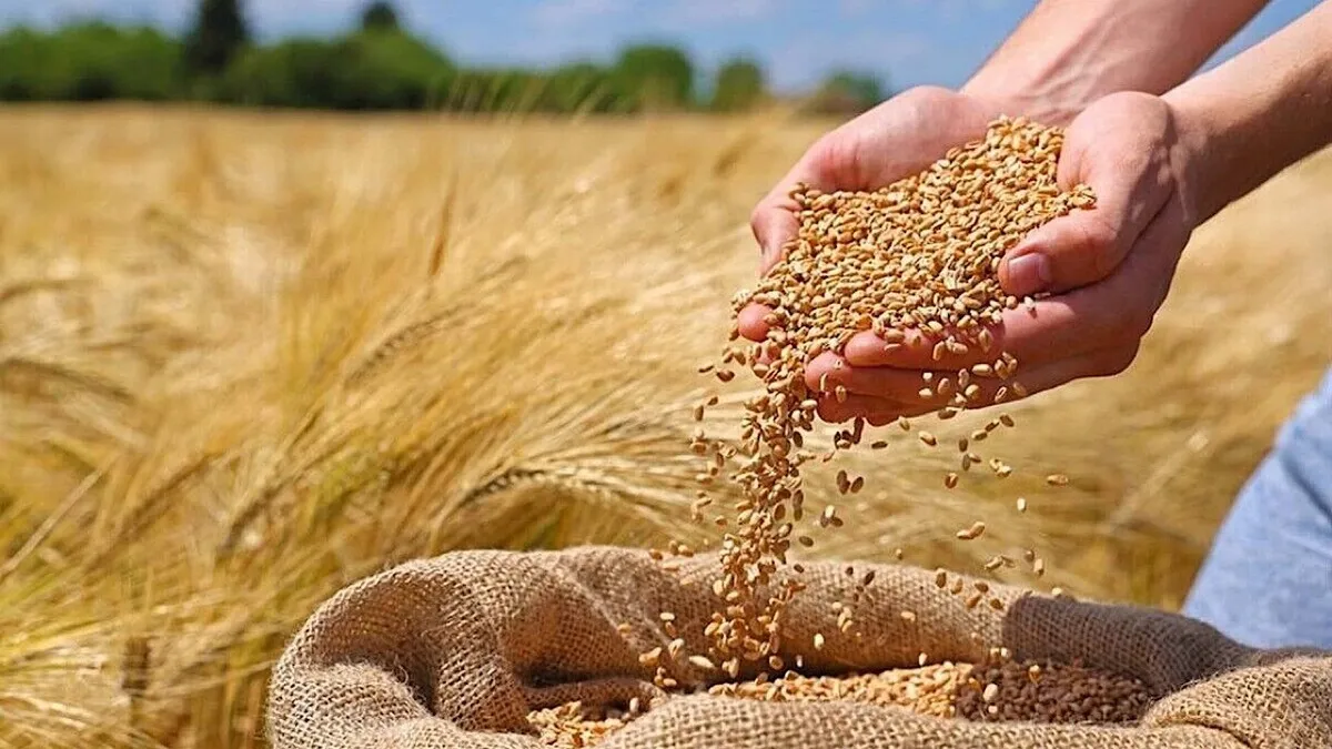 آمادگی زنجان برای خرید بیش از ۵۰۰ هزار تن گندم از کشاورزان آمادگی زنجان برای خرید بیش از ۵۰۰ هزار تن گندم از کشاورزان