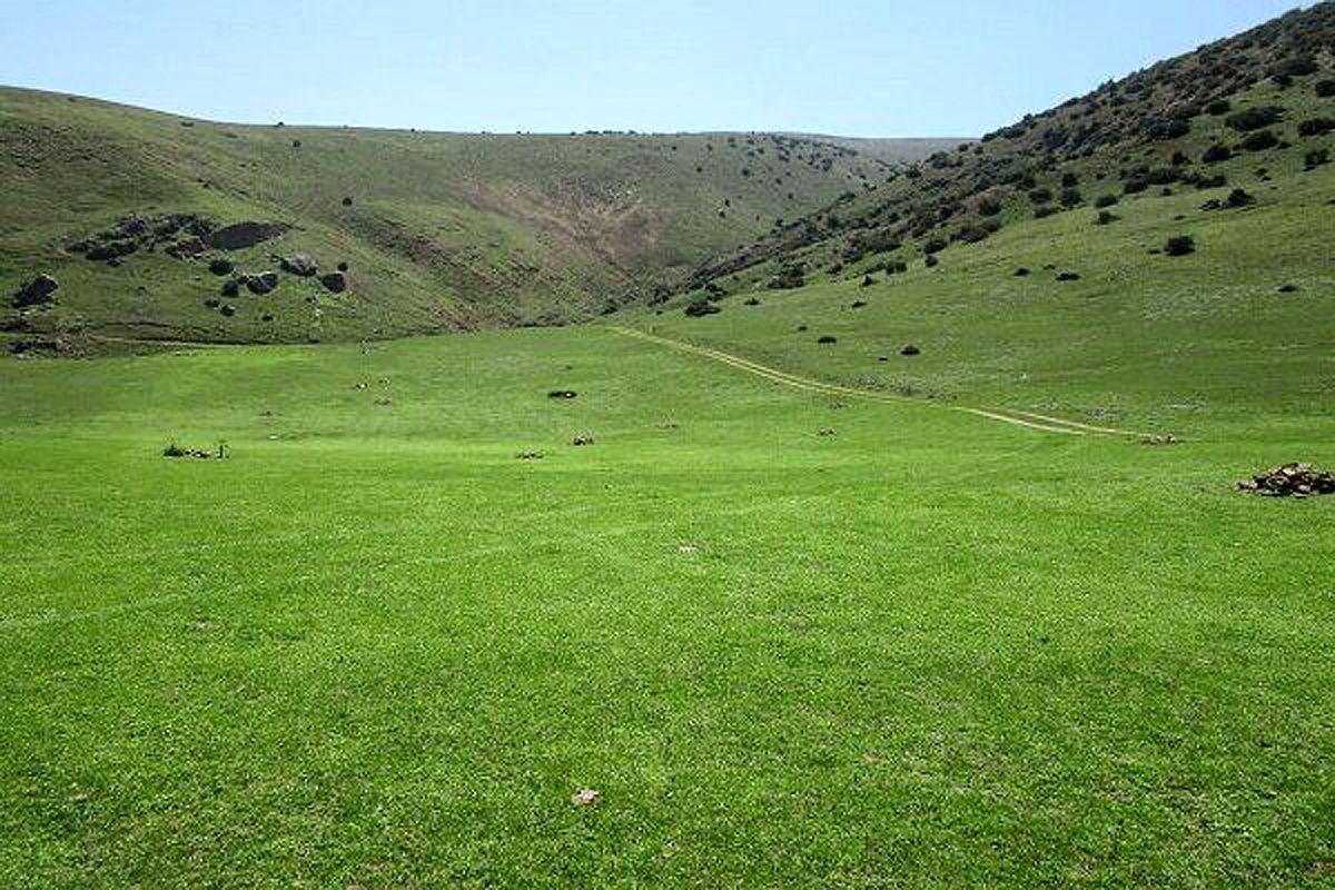 تولید سالانه ۶۲۵ هزار تن علوفه از مراتع گسترده کردستان تولید سالانه ۶۲۵ هزار تن علوفه از مراتع گسترده کردستان