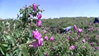 افزایش ۲۰ درصدی برداشت گل محمدی در بن