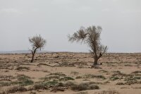 سالانه ۴ میلیون هکتار مرتع احیا می‌شود