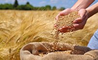 افزایش مراکز خرید گندم در روستا‌های کوهستانی مازندران
