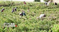 برداشت گل محمدی از گلستان های لرستان