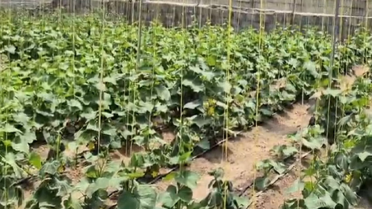 افتتاح گلخانه در روستای نهند هریس