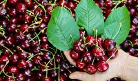 آغاز برداشت بیش از ۳۳ هزار تن  گیلاس در آذربایجان‌غربی