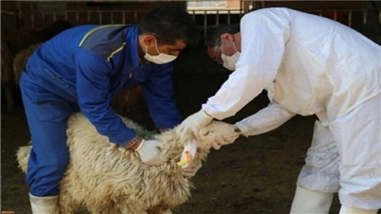 هشدار مرکز بهداشت هرمزگان درباره ذبح غیربهداشتی دام در عید قربان
