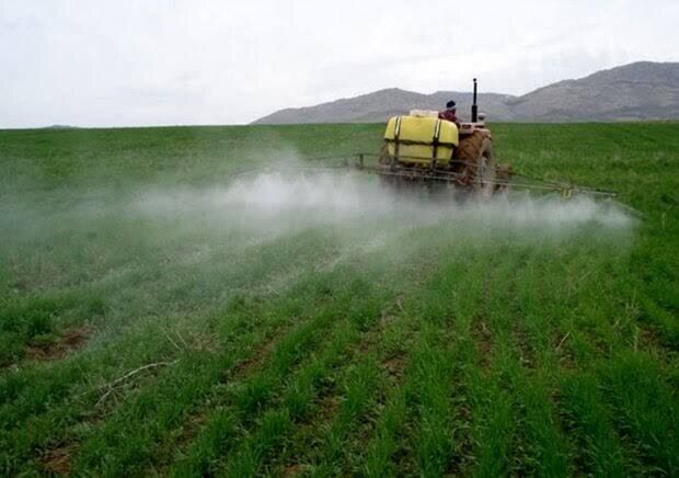 مبارزه با علفهای هرز در ۴۷۴ هزار هکتار از مزارع گندم و جو استان کرمانشاه مبارزه با علفهای هرز در ۴۷۴ هزار هکتار از مزارع گندم و جو استان کرمانشاه